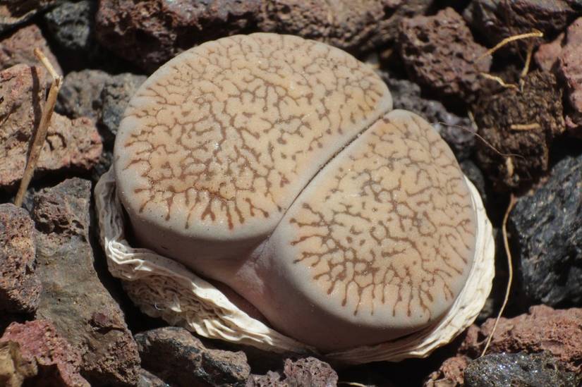 Things Growing Around Rocks 6 Best Plants That Can Grow on Rocks