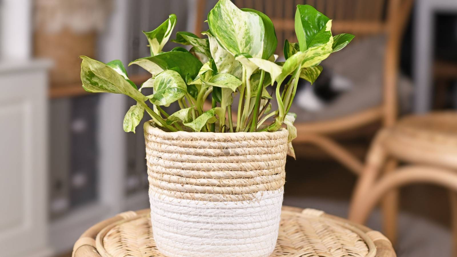 Manjula Pothos: Grow and Care Guide