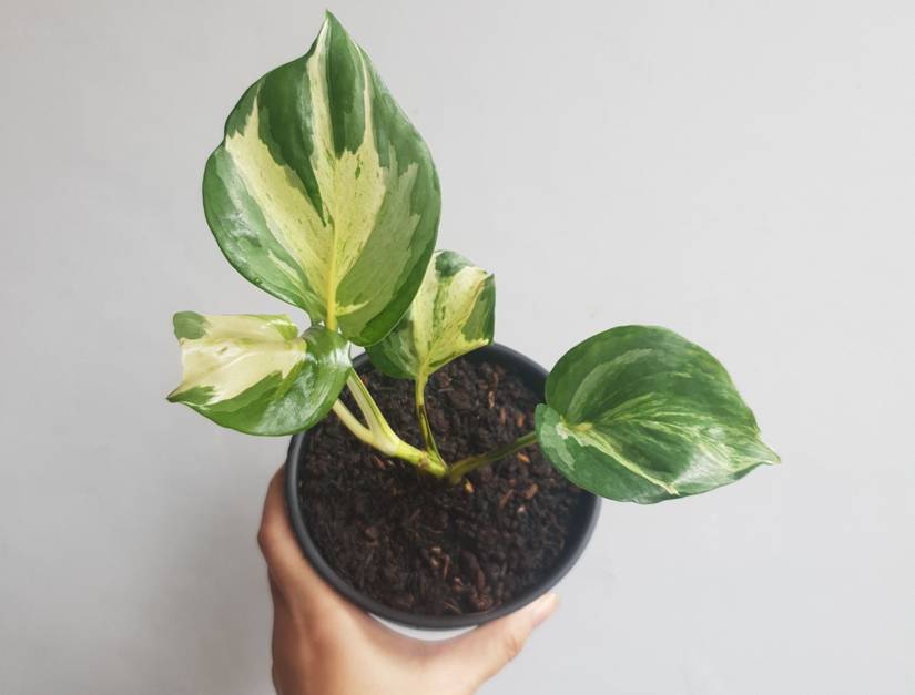 Manjula Pothos: Grow and Care Guide