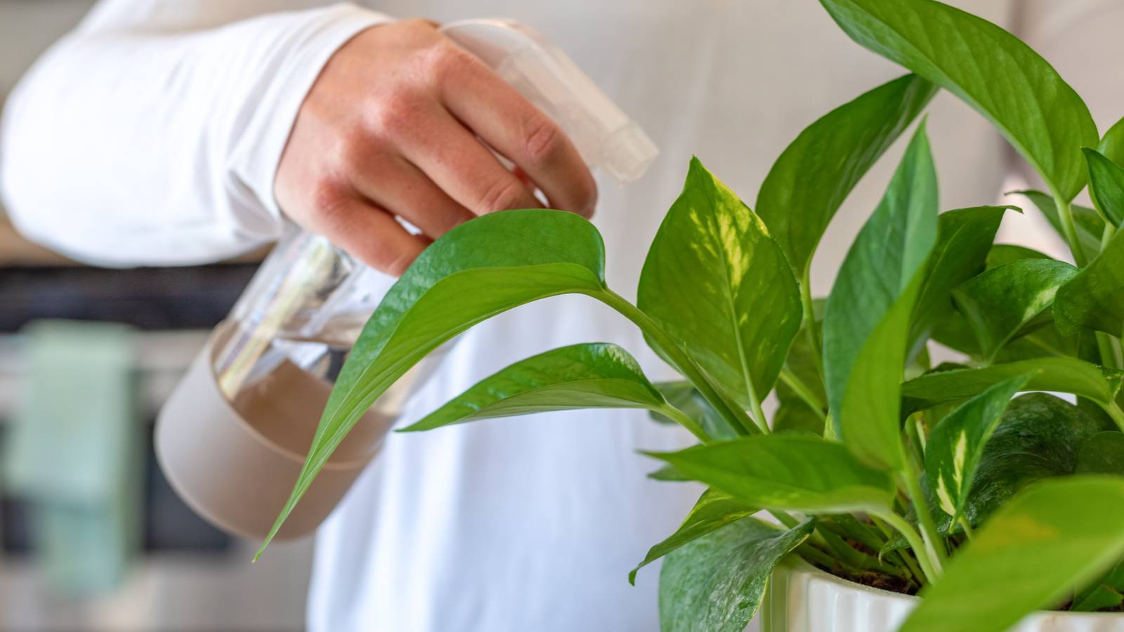 Grow Houseplants That Don't Need Drainage