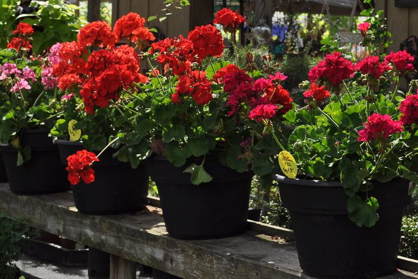 3 Tips For Caring For Your Geraniums in Winter