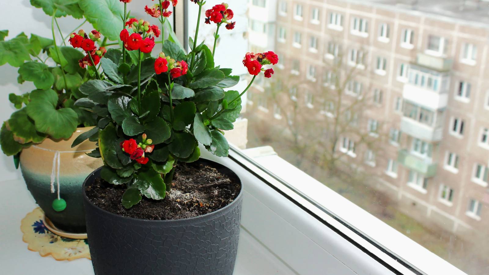 3 Tips For Caring For Your Geraniums in Winter