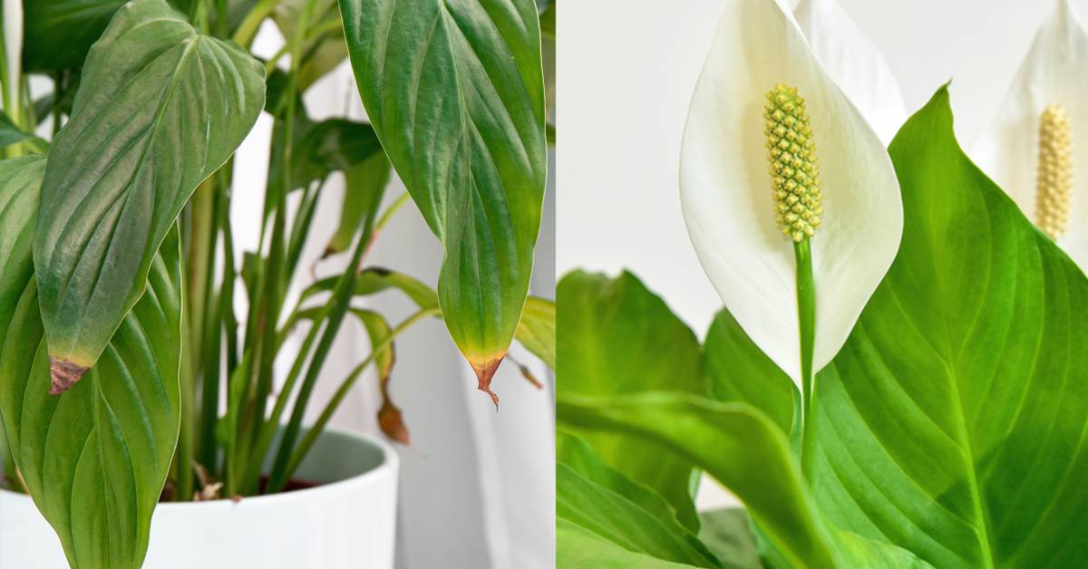 Why Your Peace Lily Tips Are Brown