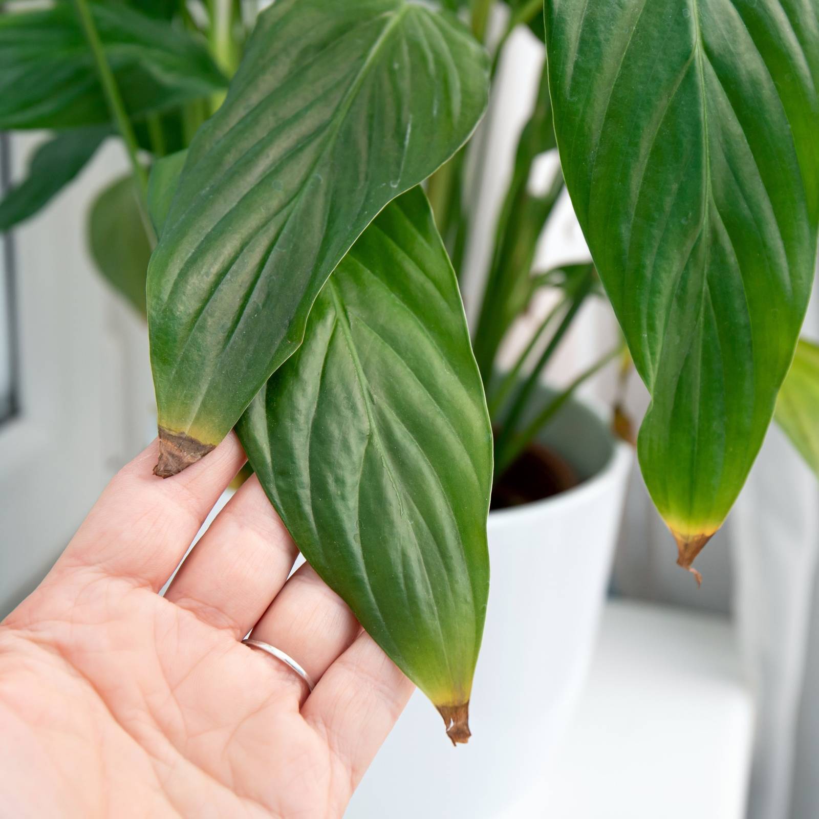 philodendron bipennifolium Philodendron Bipennifolium main image 0