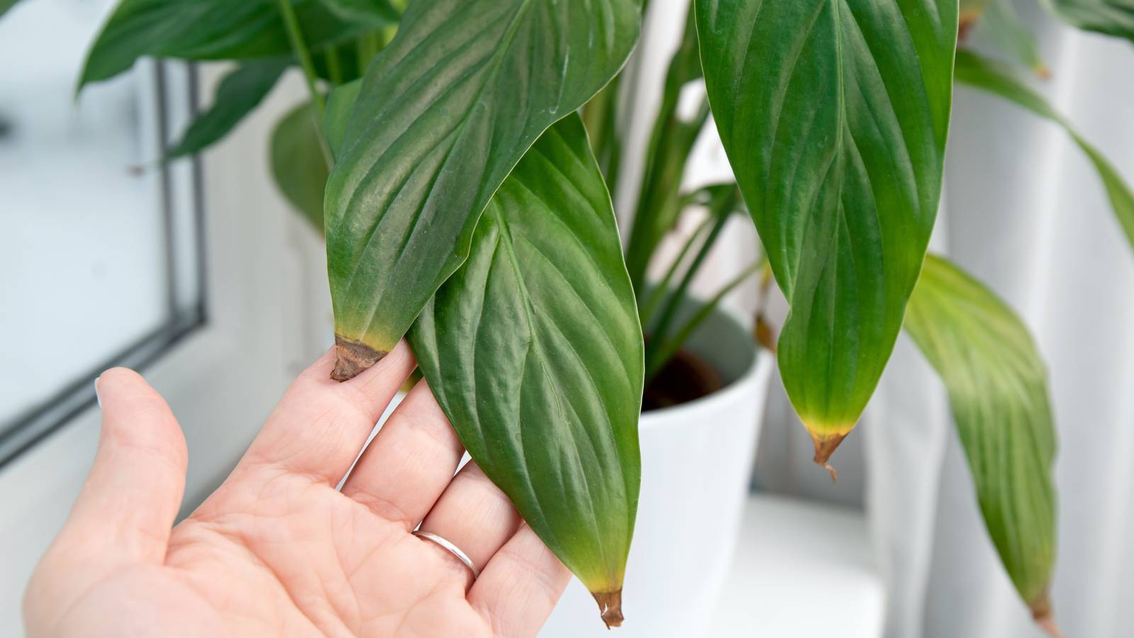Should You Cut the Brown Tips Off Your Peace Lily?