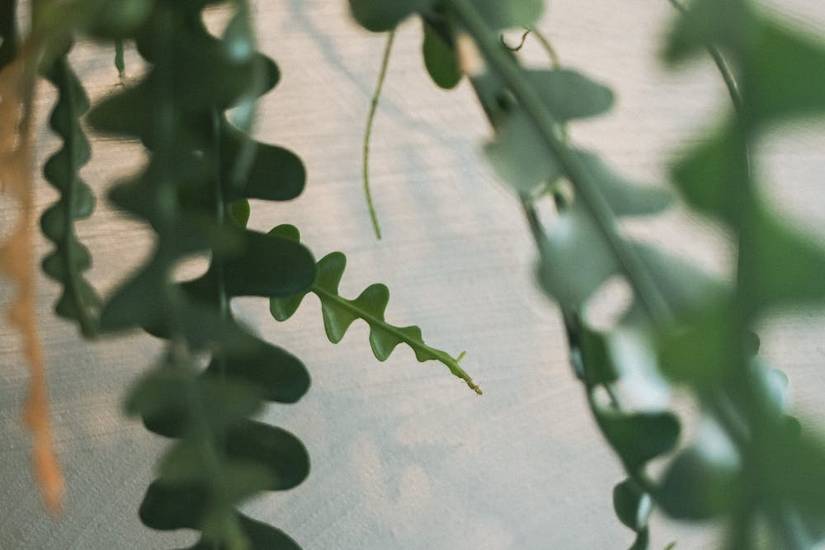 Fishbone Cactus: Care Guide For Your Houseplant