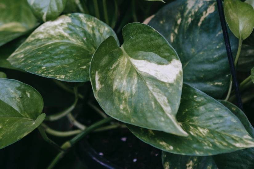 black gold snake plant home depot Sansevieria Black Gold Robusta | Snake Plant