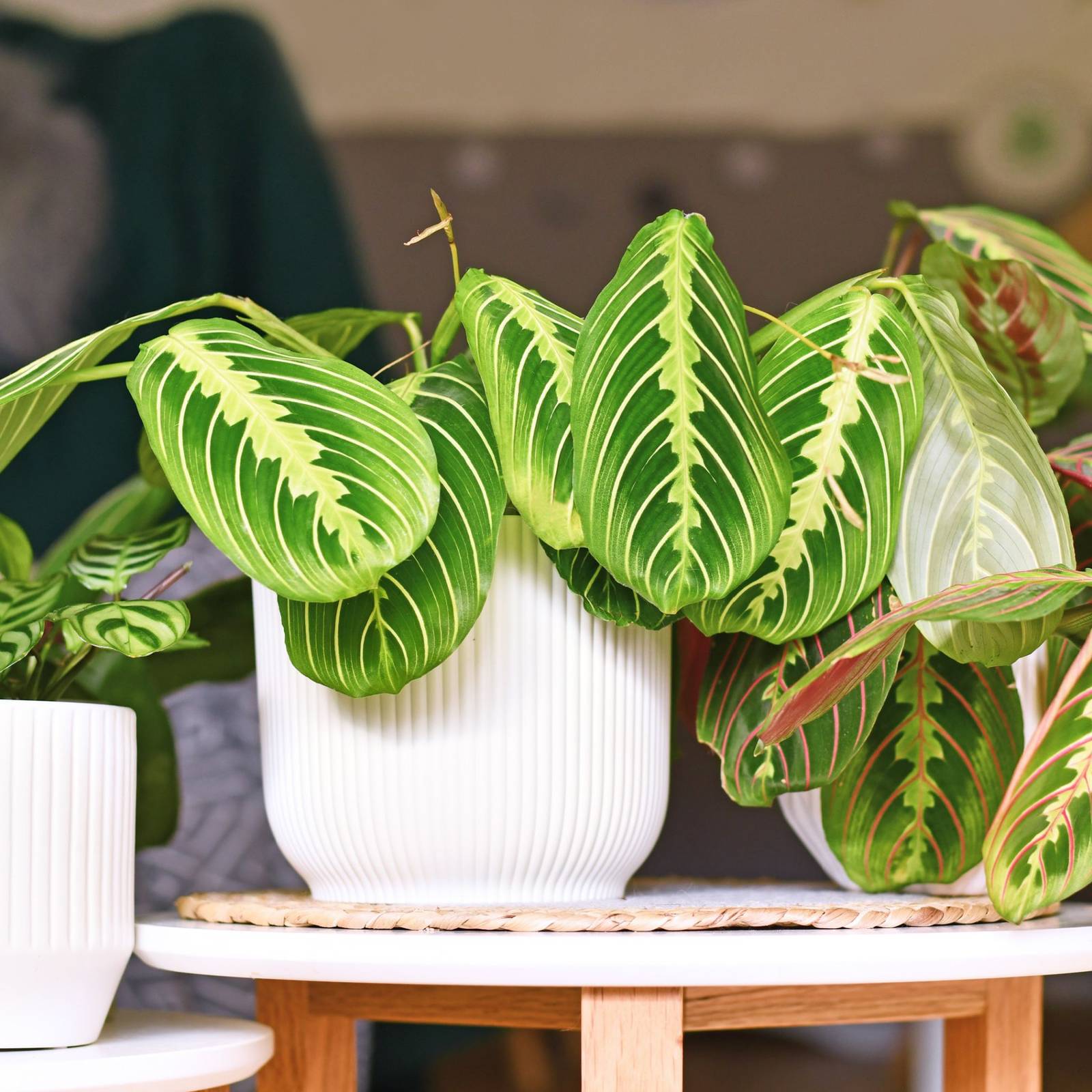 Why Prayer Plant Leaves Turn Yellow and What To Do