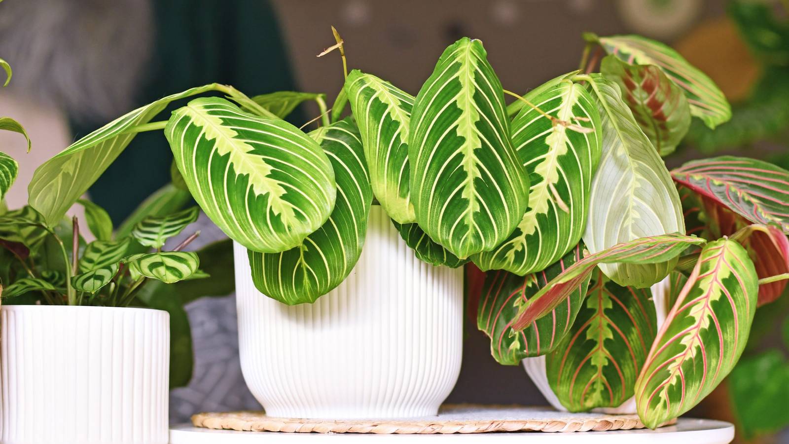 Why Prayer Plant Leaves Turn Yellow and What To Do