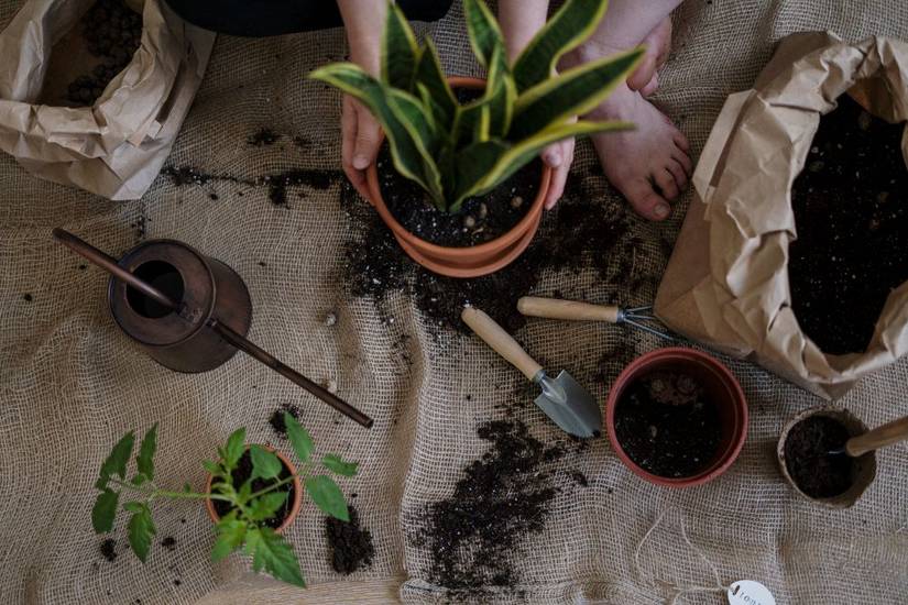 firestick succulent plant Firesticks Pencil Cactus