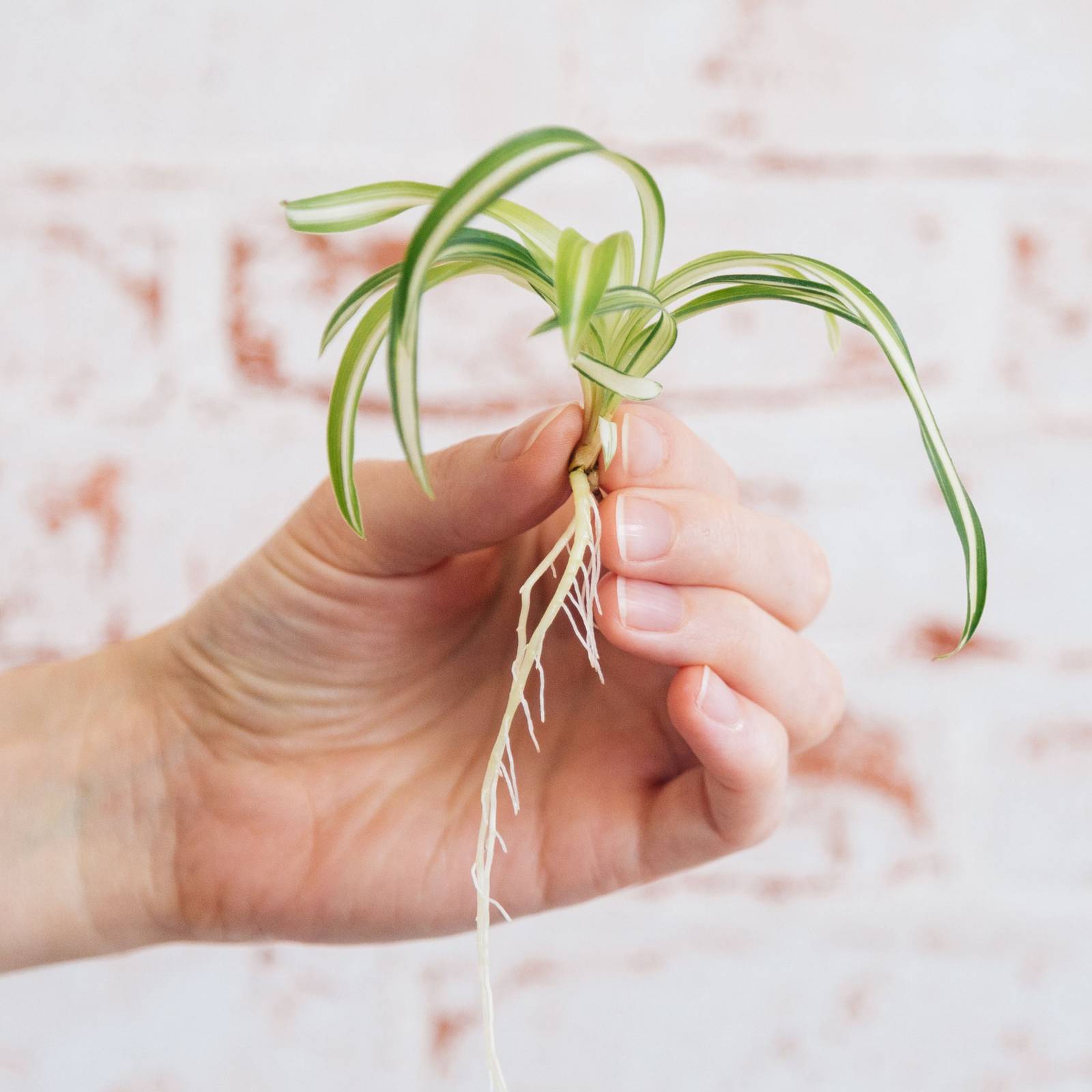 How To Propagate a Spider Plant Using 4 Successful Techniques
