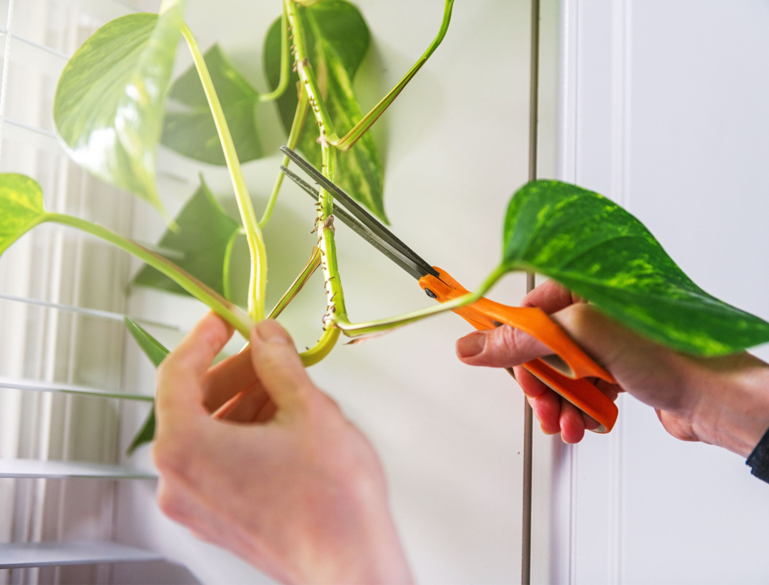 How To Prune Pothos To Keep It Growing and Tidy