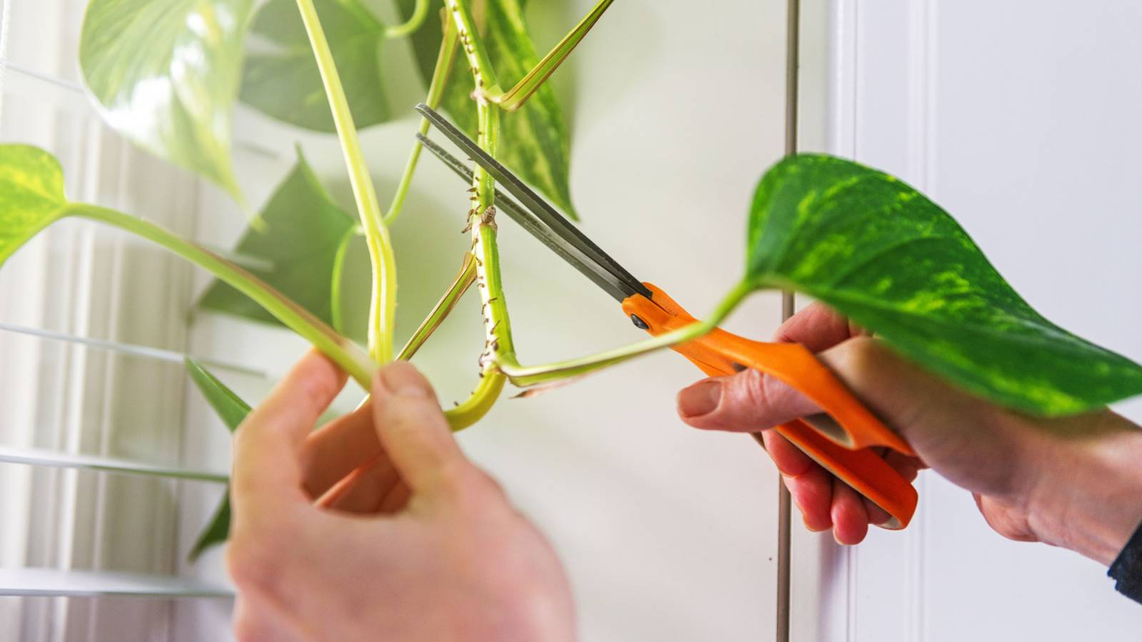 How To Prune Pothos To Keep It Growing and Tidy