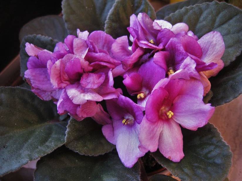 6 Types of African Violets That Will Brighten Your Home
