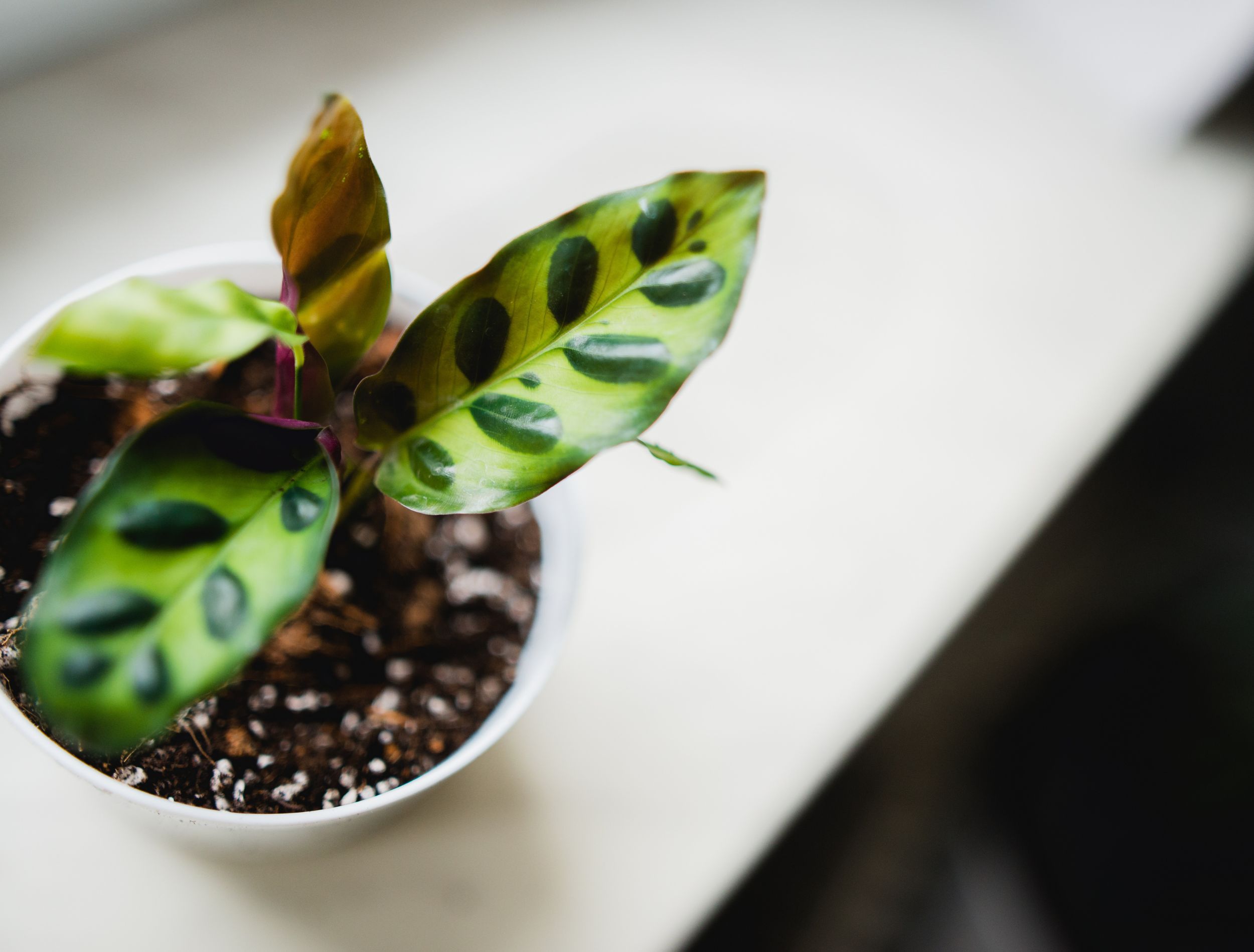 Propagate Your Rattlesnake Plant By Root Division in 4 Easy Steps