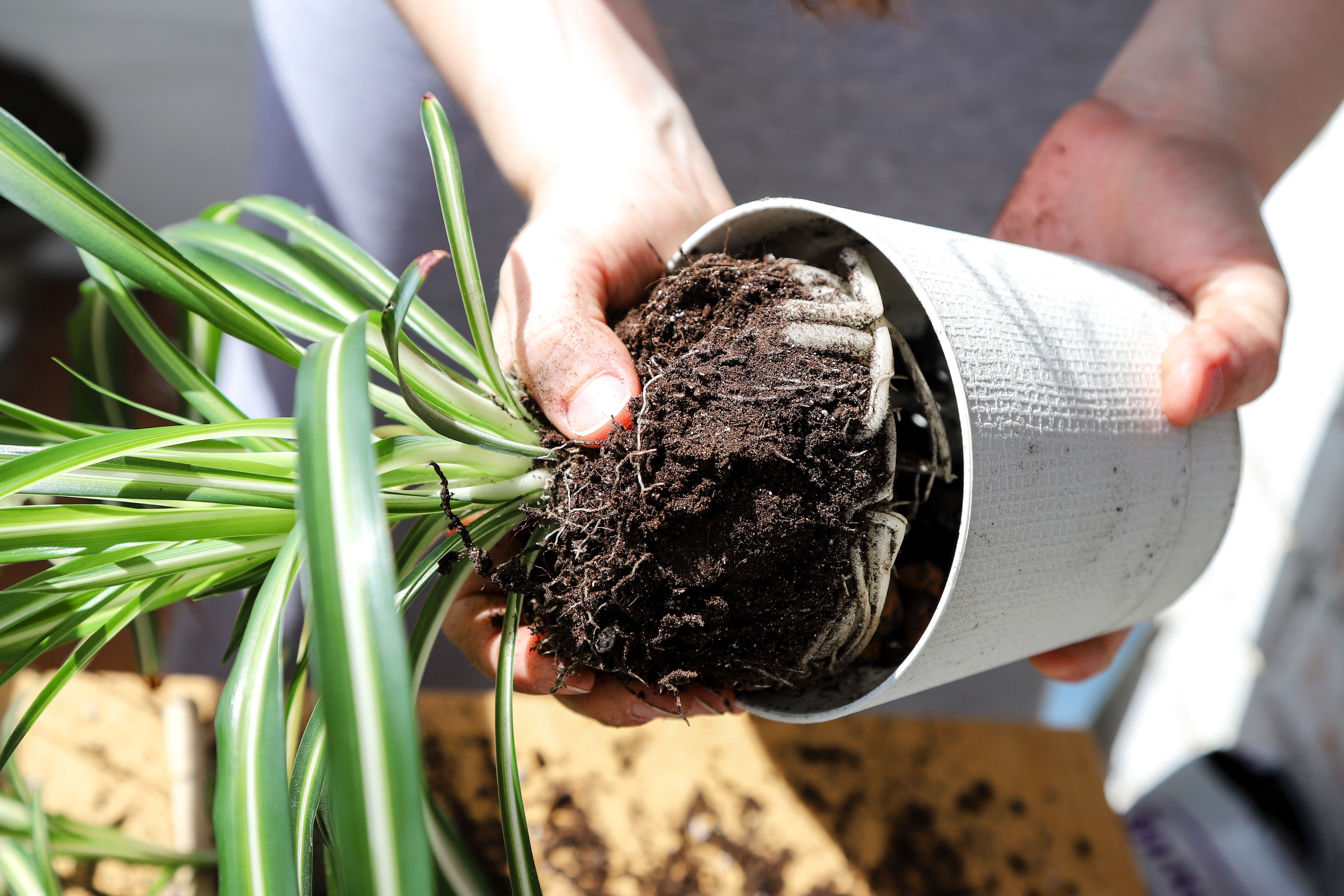 When to Repot Your Spider Plant