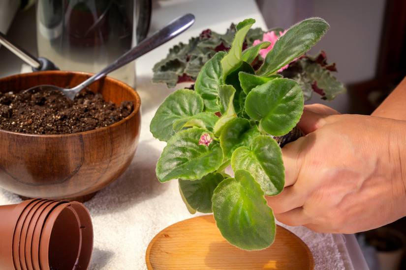 Prepping Violets 8 Tips for Caring for Your African Violets