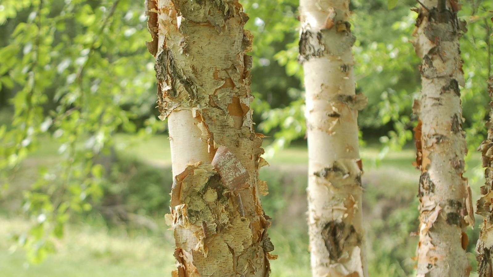 River Birch Tree Grow And Care Guide river-birch-tree-grow-and-care-guide