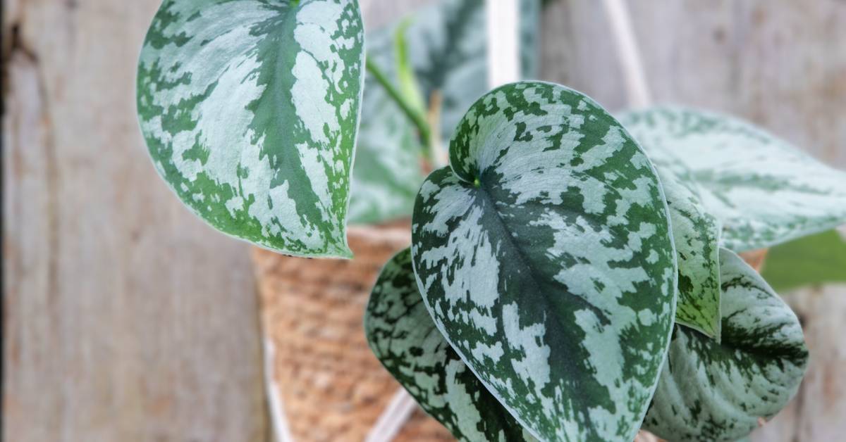 5 Reasons Your Satin Pothos Leaves Are Curling