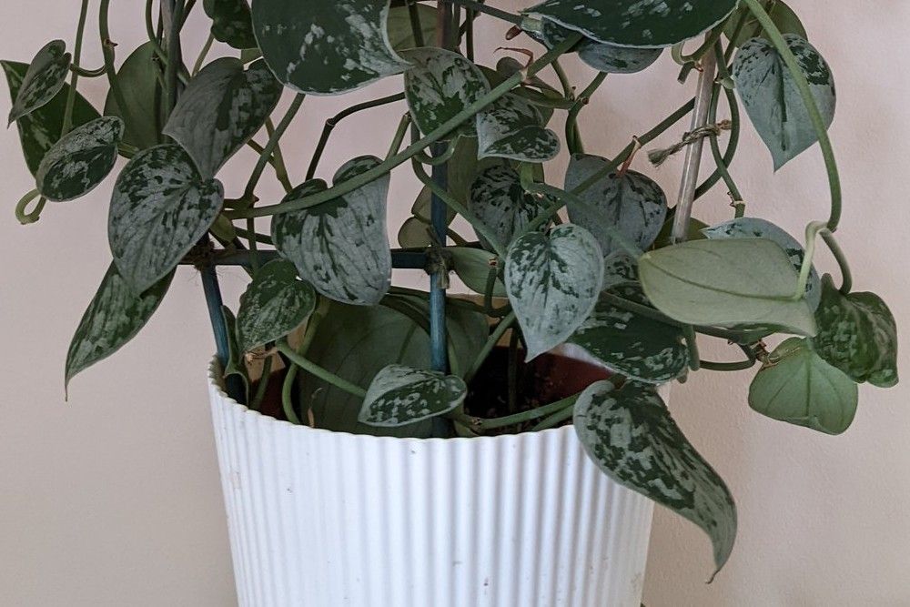 Satin Pothos Care Guide: 6 Top Tips For Caring For Your Pothos Plant