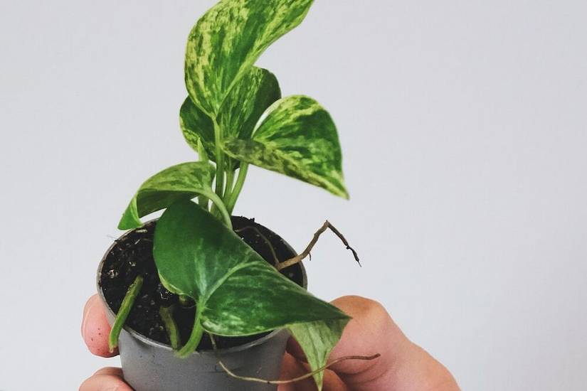 Satin Pothos Care Guide: 6 Top Tips For Caring For Your Pothos Plant