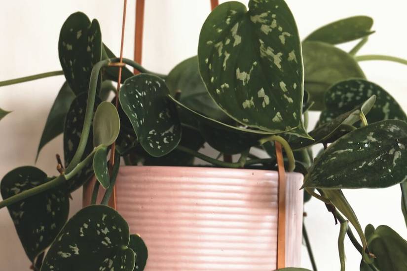 Satin Pothos Care Guide: 6 Top Tips For Caring For Your Pothos Plant