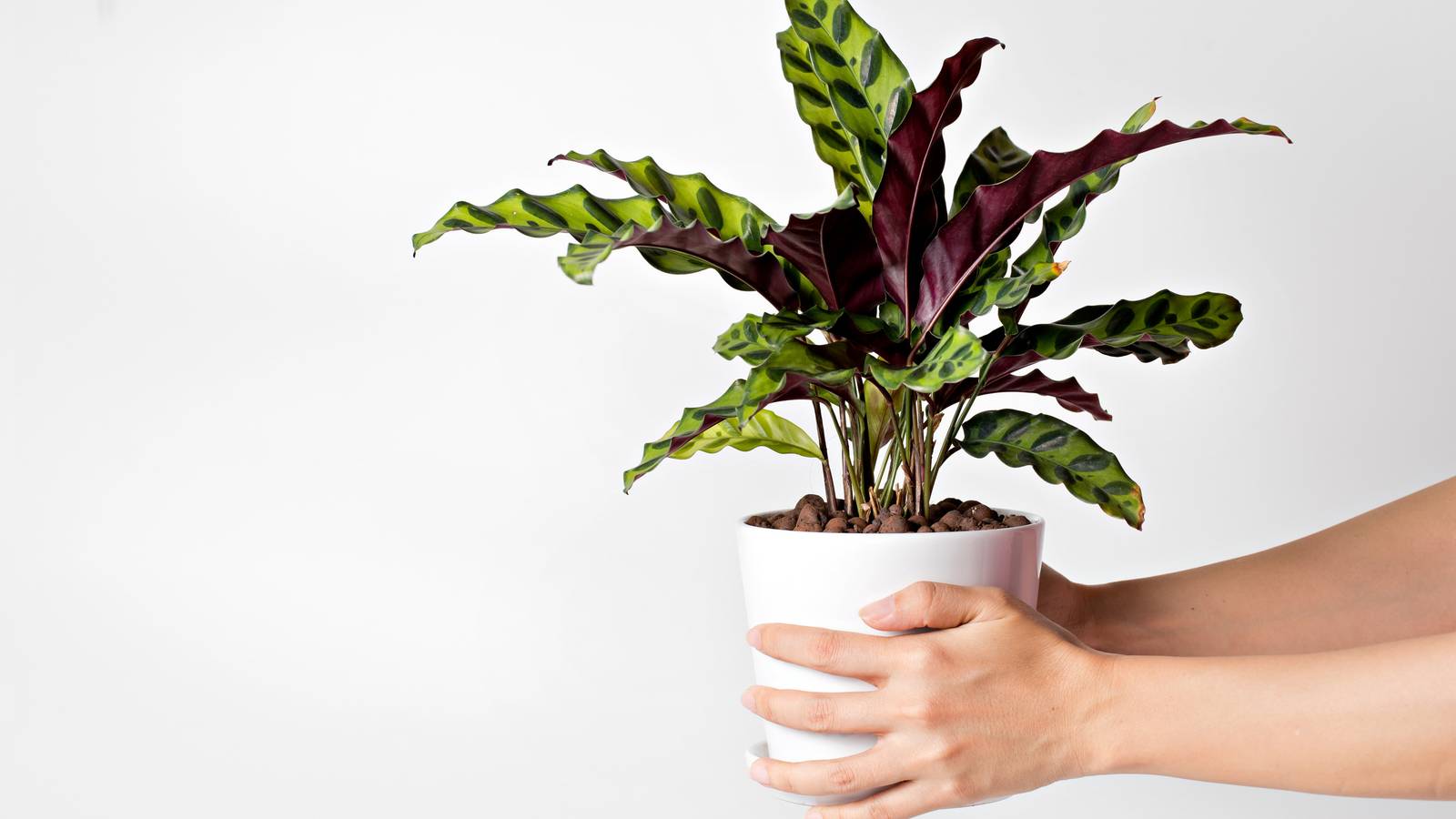 calathea teilen Jetzt die Calathea im 3er-Set kaufen