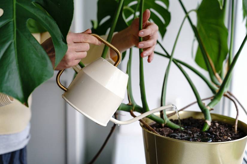 How Often to Water Your Monstera
