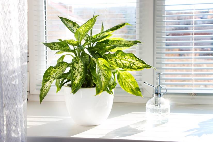 real fiddle leaf fig tree Fiddle Leaf Fig Tree for Sale main image 0