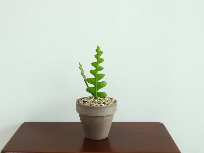 Fishbone Cactus: Care Guide For Your Houseplant