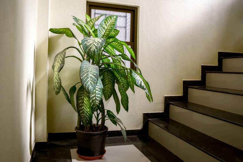 anthurium amazon Anthurium sp. 'Amazon Red Petiole' 2 Leaves Medium Size (EXACT PLANT) –  Amazon Plants Peru main image 1