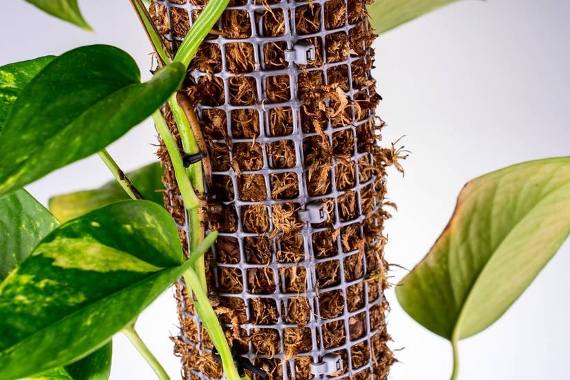 planting orchids in pots Orchid Garden Arrangement
