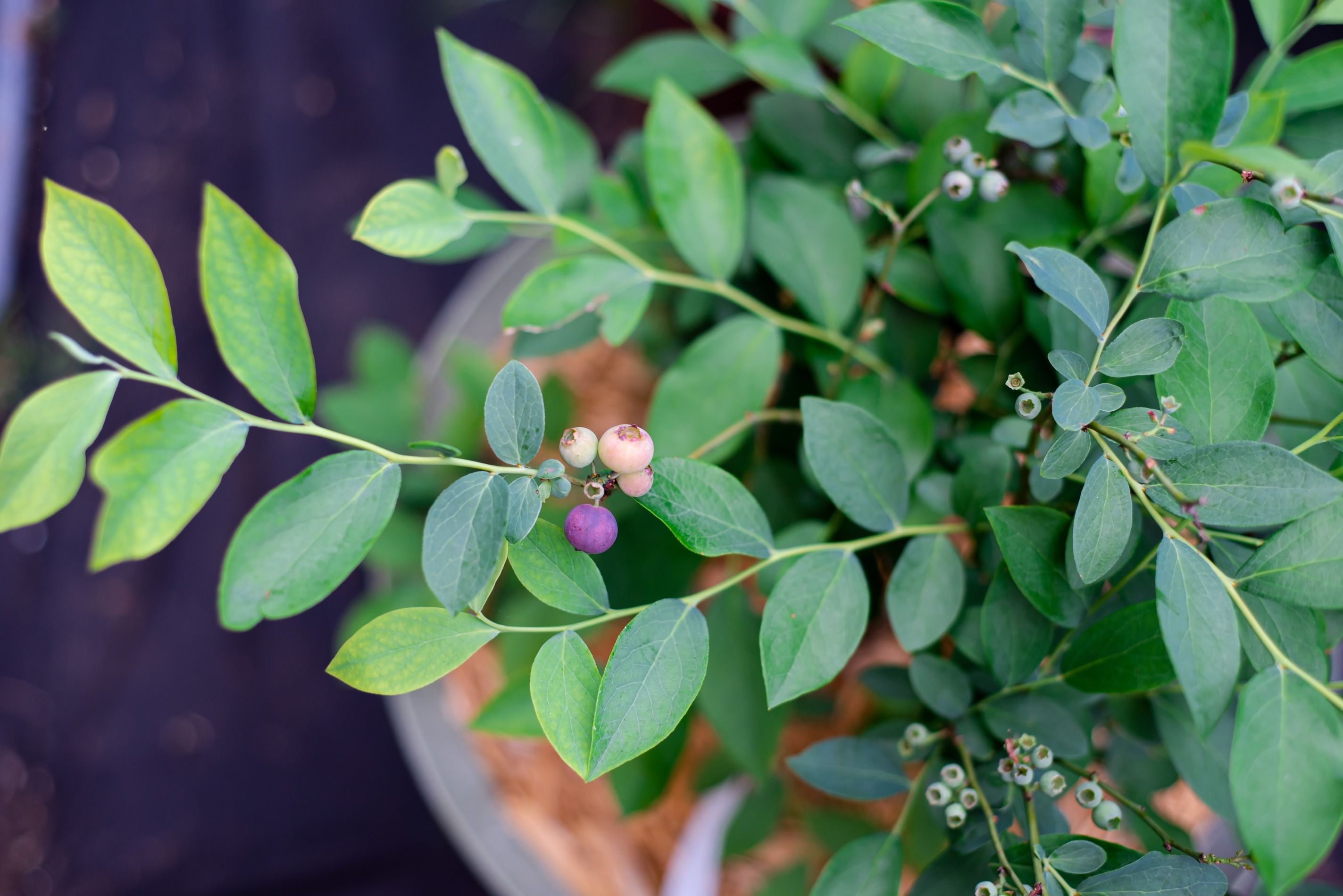 Guide To Growing Blueberries Indoors
