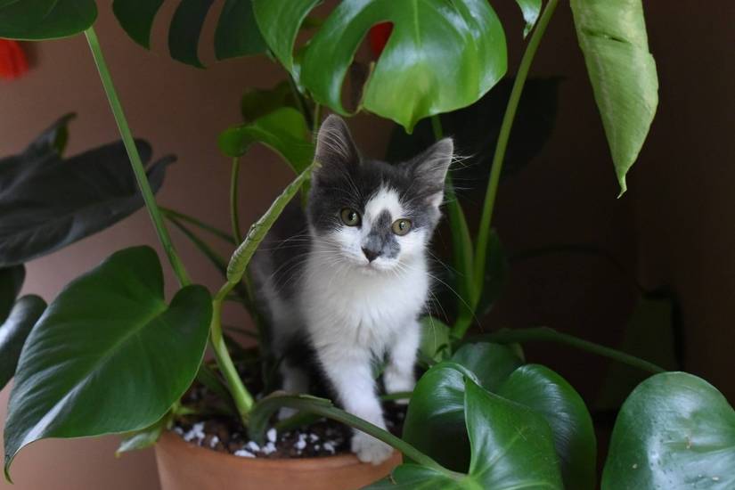 Keep Your Cats Out of Your Houseplants With These Simple Solutions