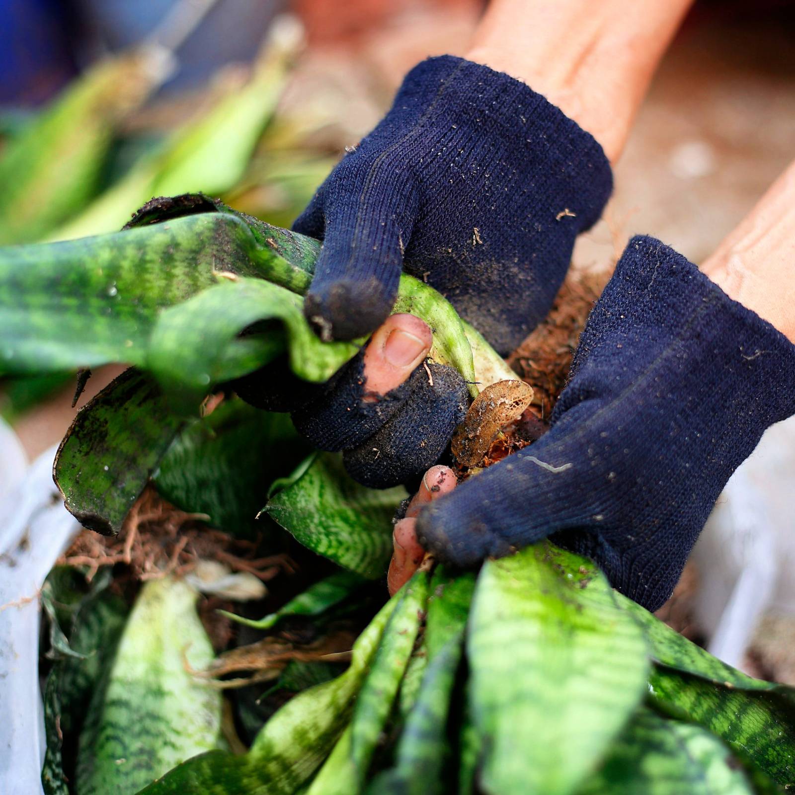 How to Divide Snake Plants