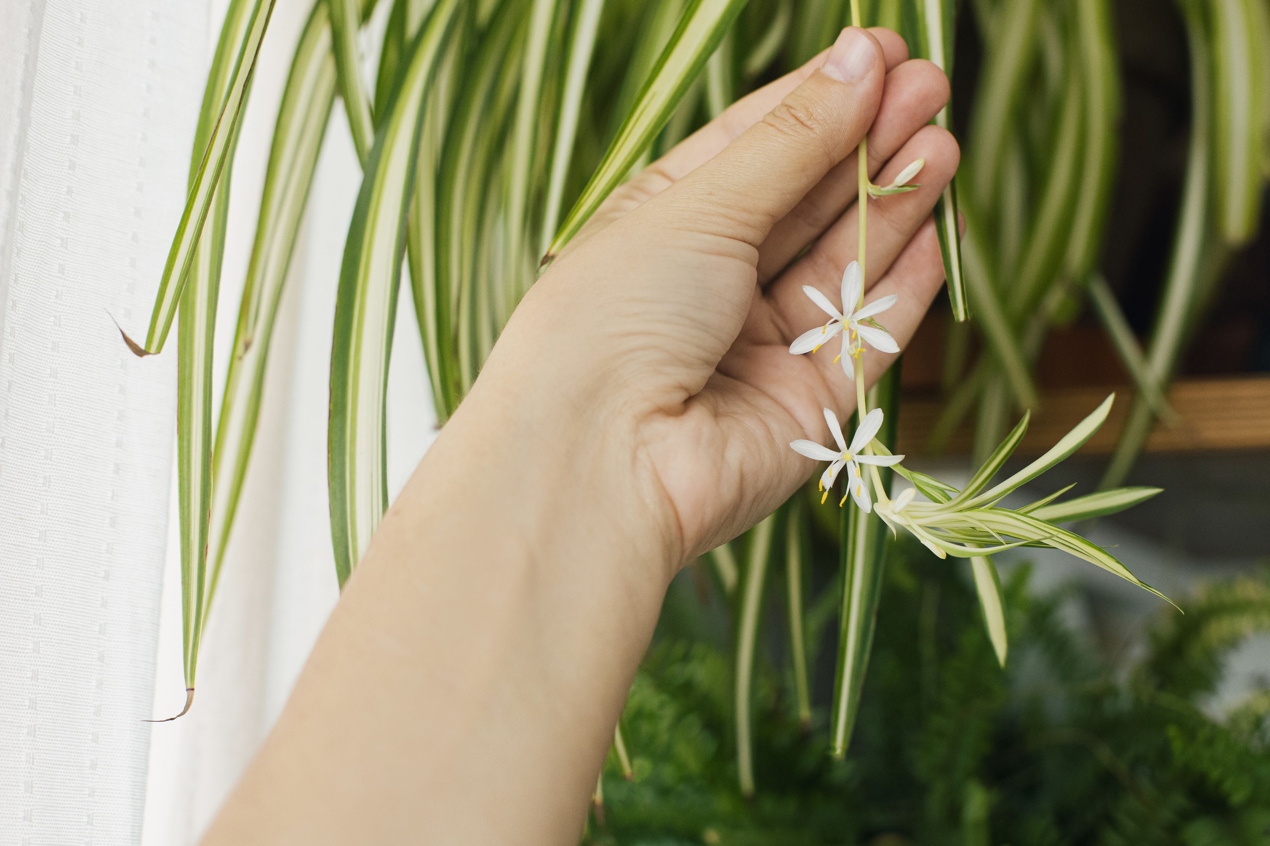 Should You Cut the Spider Babies off Your Spider Plant?