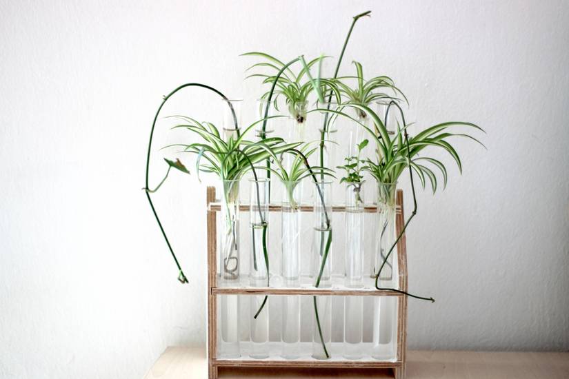 marble queen pothos plants Epipremnum | Pothos Marble Queen | 8