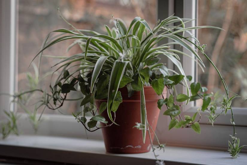 varigated zz plant Extra Large Variegated ZZ main image 1