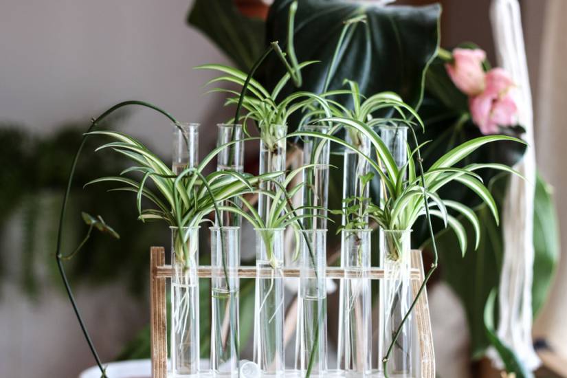 How To Propagate a Spider Plant Using 4 Successful Techniques