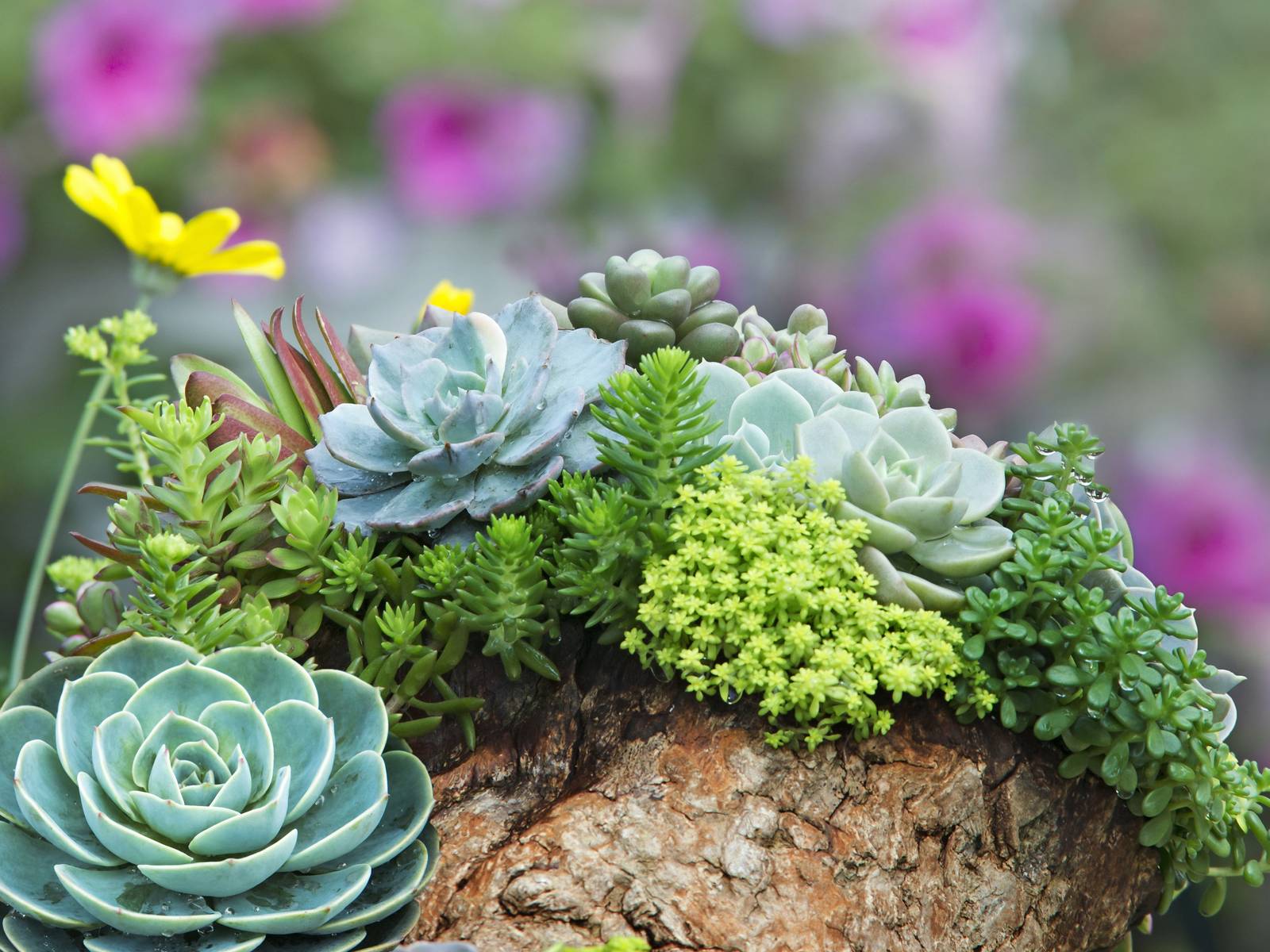 6 Best Plants That Can Grow on Rocks
