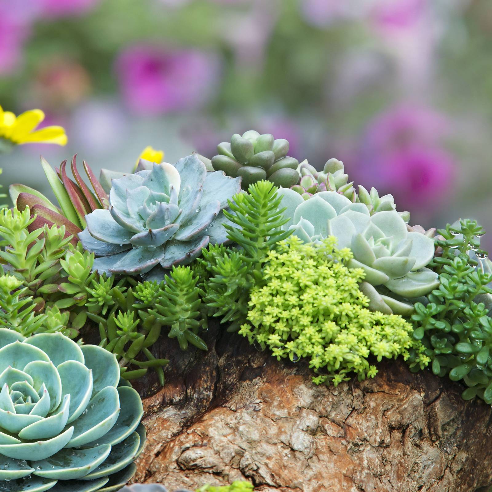blue ceramic outdoor plant pots Campania International Harlequin Planter Blue Jade