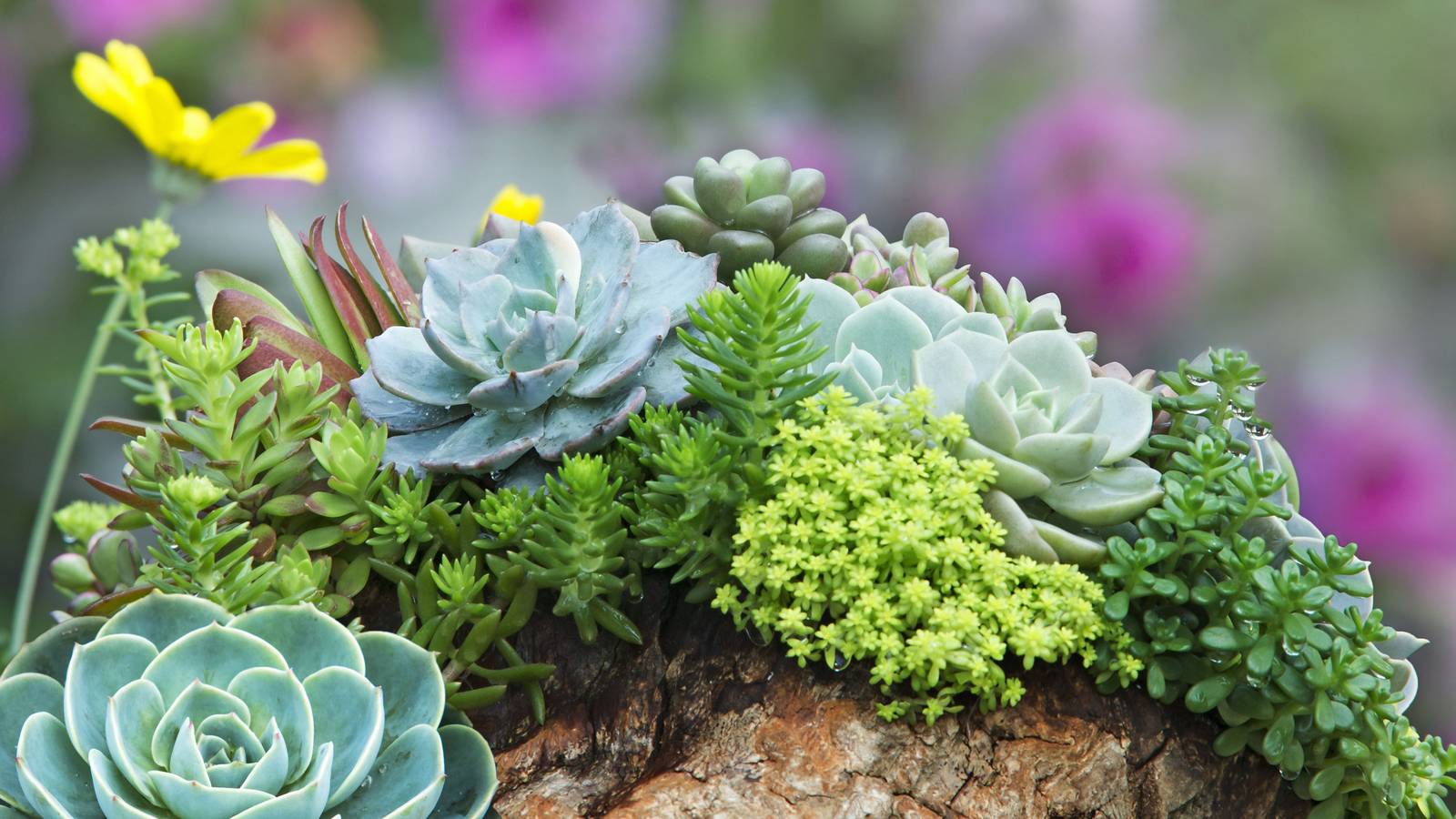 6 Best Plants That Can Grow on Rocks