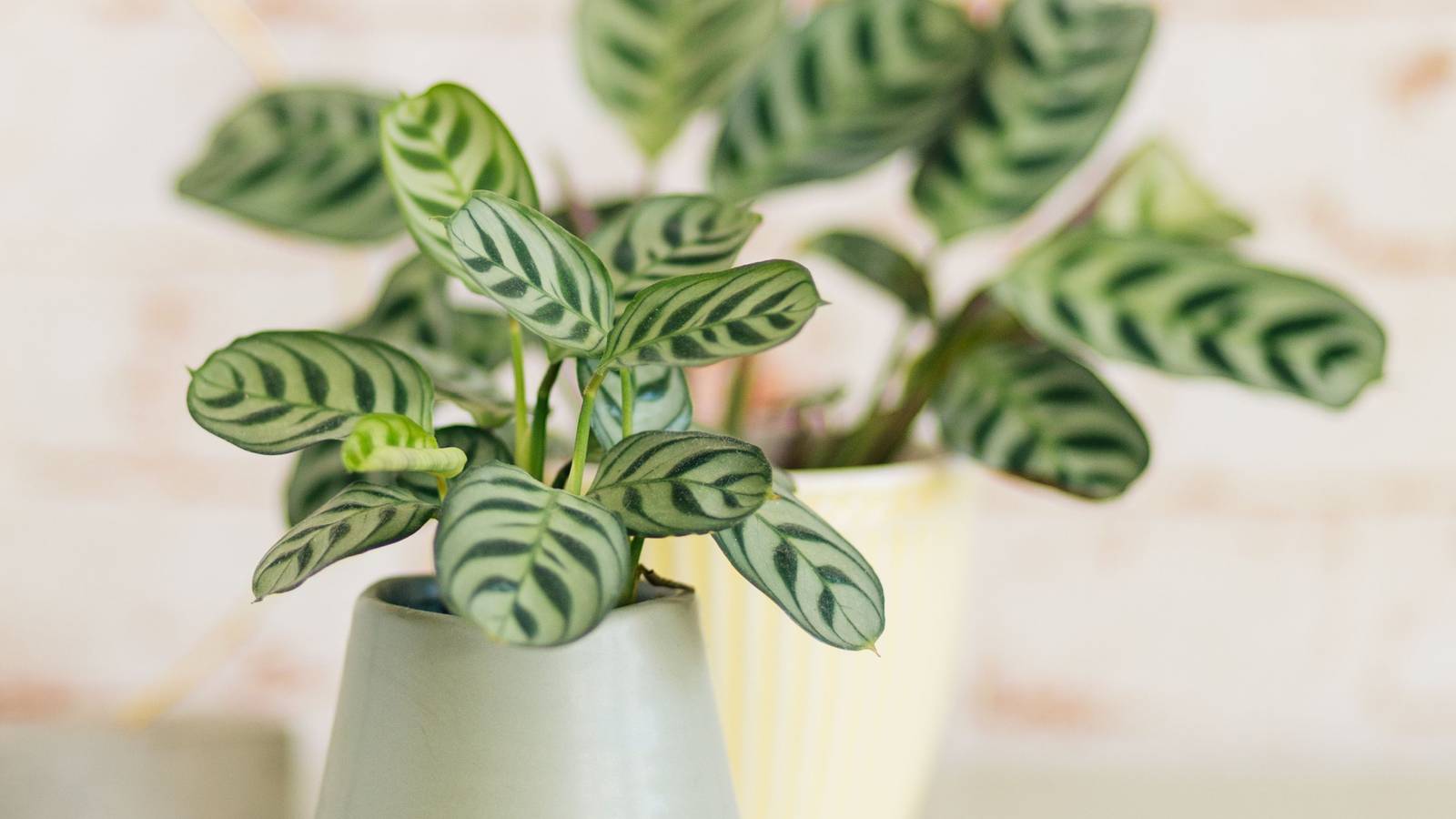calathea network musaica Calathea Musaica aka Calathea Network - Toronto House Plant Delivery
