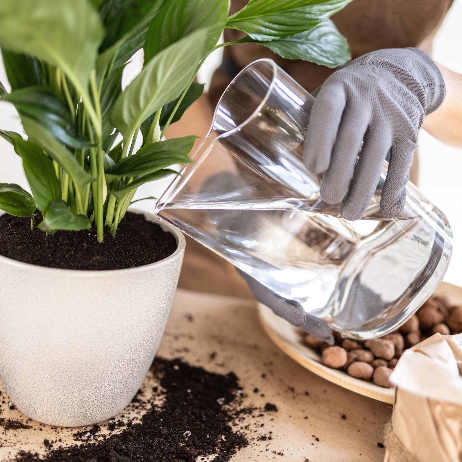 How Often To Water Your Peace Lily