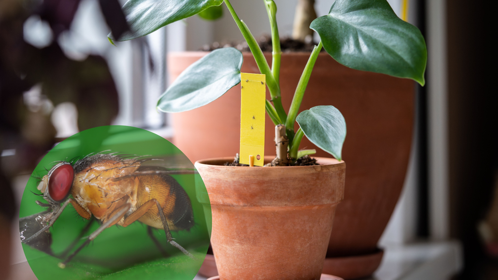 Image showcasing Ways To Get Rid of Fruit Flies and Prevent Them From Coming Back