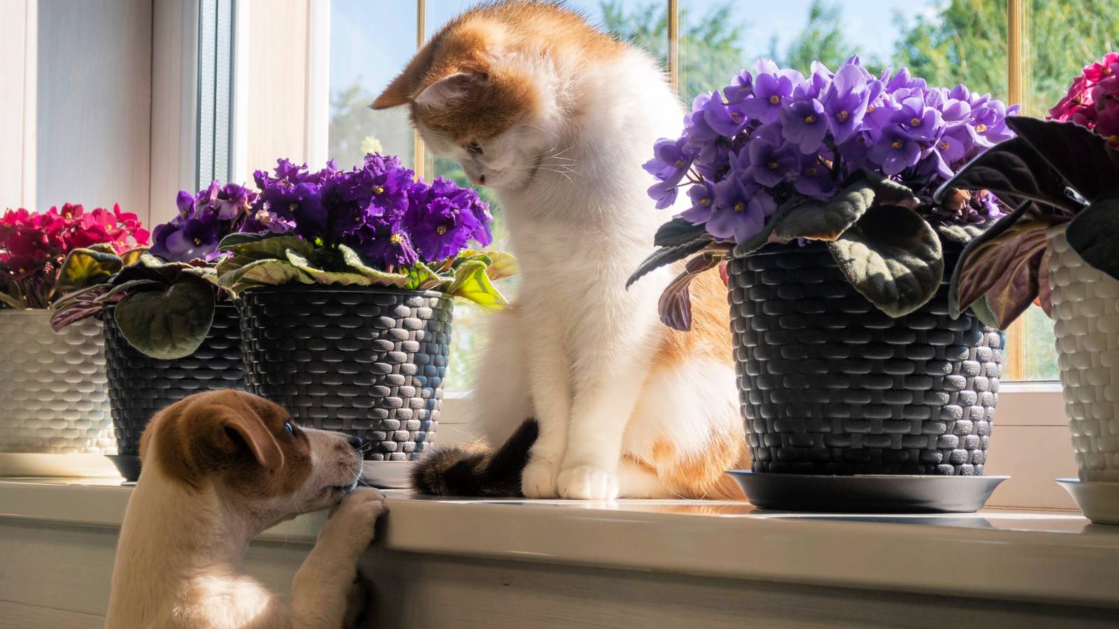 6 Types of African Violets That Will Brighten Your Home