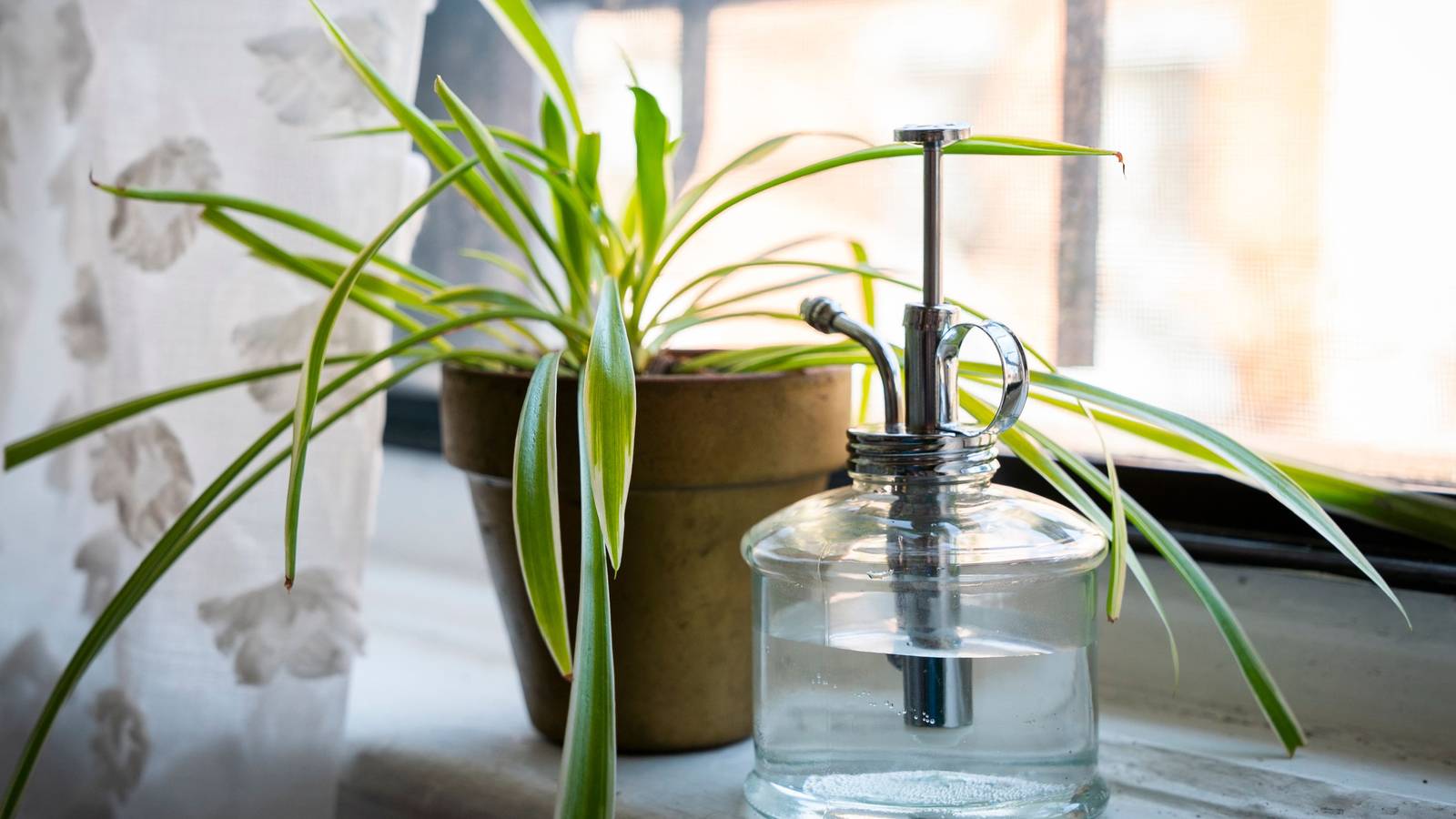 5 Ways To Fix a Wilting Spider Plant