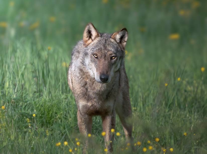 6 Natural Ways To Keep Coyotes Out of Your Yard