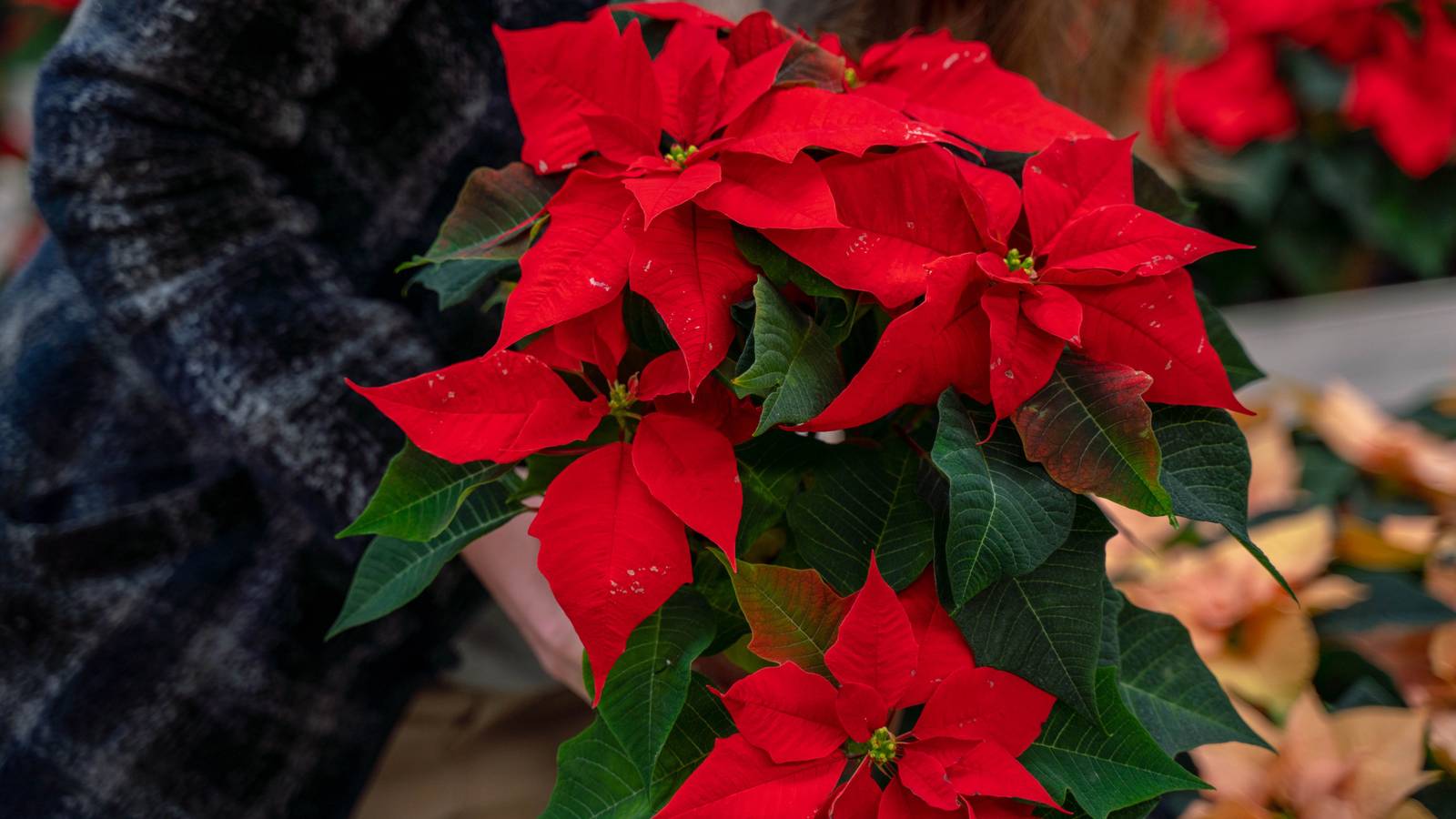 The Right Way To Water Your Poinsettia To Keep It Thriving
