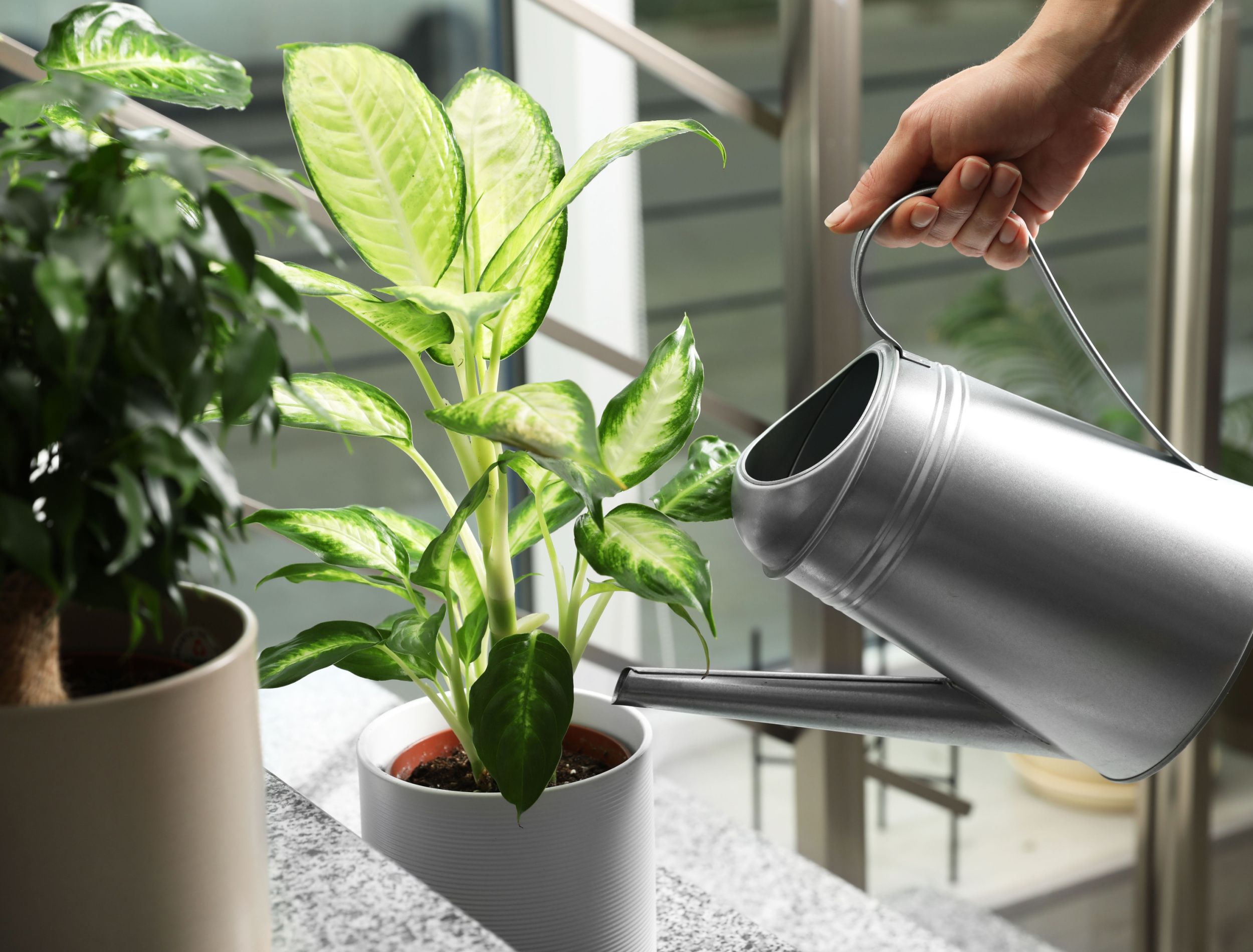 Dieffenbachia Houseplant Guide: Caring for Your Dumb Cane